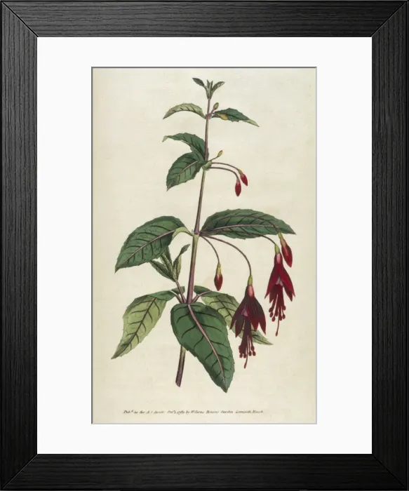 Framed Print : Plants / Fuchsia Framed Print : Plants / Fuchsia