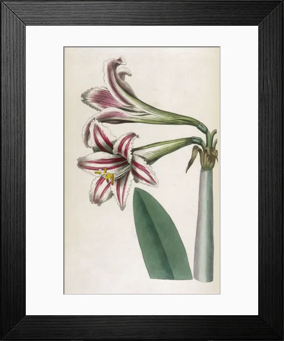 Framed Print : Curtis / Superb Amaryllis Framed Print : Curtis / Superb Amaryllis