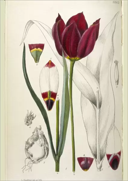 Plants  /  Tulipa Cypria