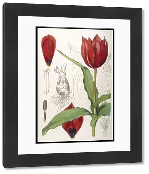 Plants  /  Tulipa Stapfil