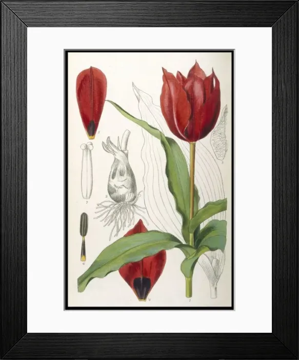 Framed Print : Plants / Tulipa Stapfil Framed Print : Plants / Tulipa Stapfil