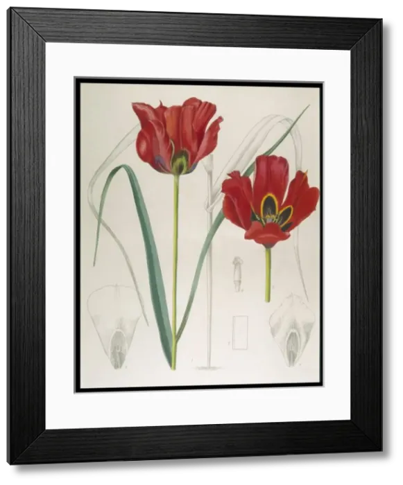 Framed Print : Tulipa Kuschkensis Framed Print : Tulipa Kuschkensis