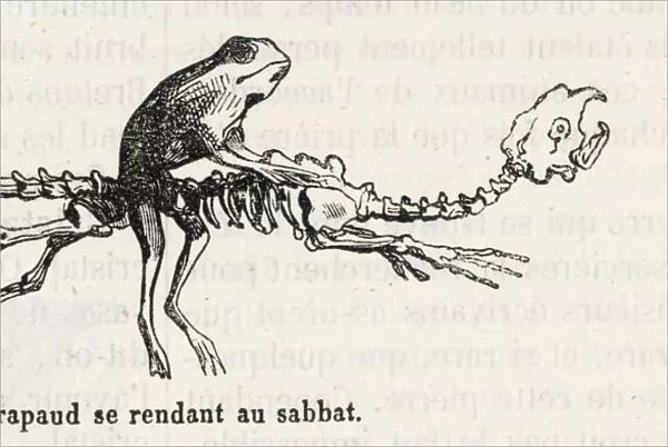 Toad Rides Skeleton