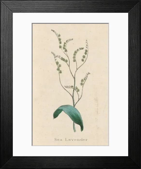 Framed Print : Plants / Limonium Vulgare Framed Print : Plants / Limonium Vulgare