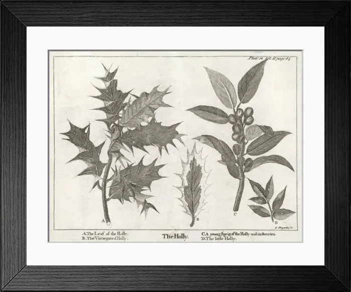 Framed Print : Plants / Ilex Aquifolium Framed Print : Plants / Ilex Aquifolium