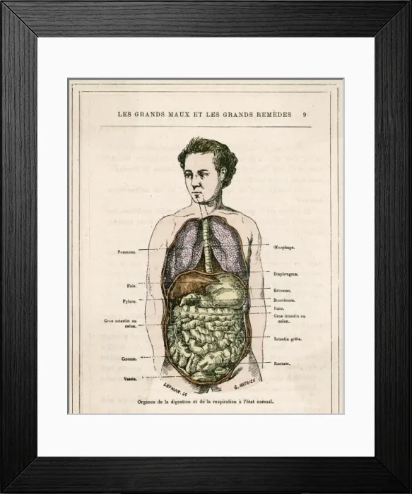 Framed Print : Medical / Digestive Organs Framed Print : Medical / Digestive Organs