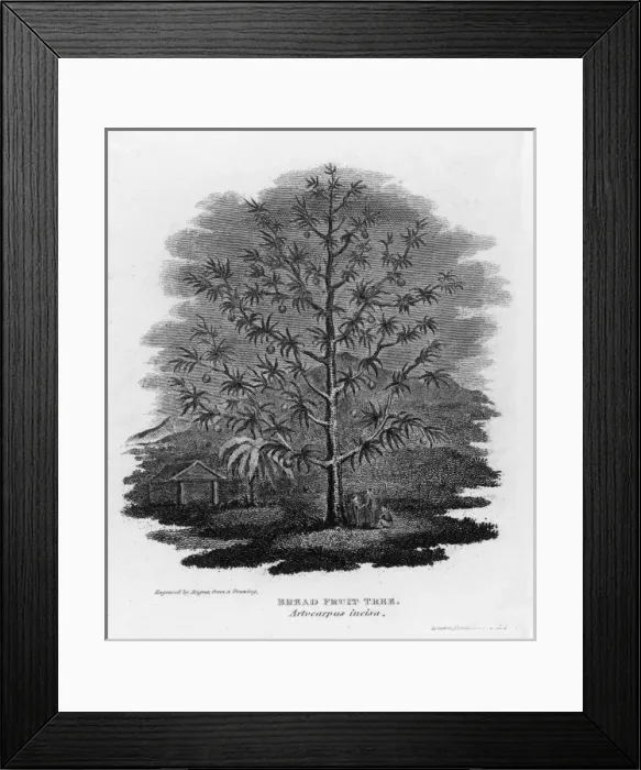 Framed Print : Breadfruit Tree Framed Print : Breadfruit Tree