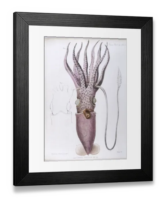 Framed Print : Marine Life / Squid Framed Print : Marine Life / Squid