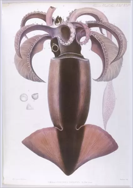 Marine Life  /  Squid