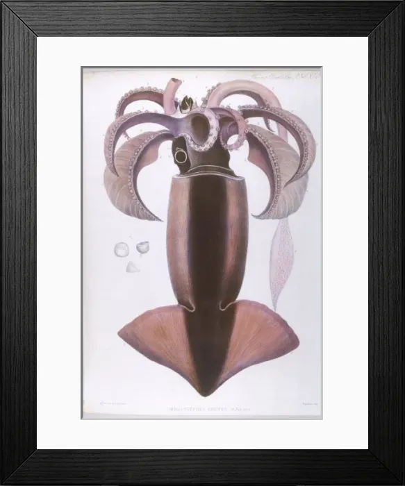 Framed Print : Marine Life / Squid Framed Print : Marine Life / Squid