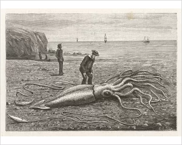 Stranded Squid  /  Canada