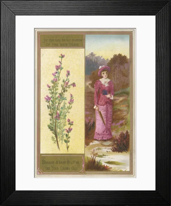 Framed Print : Plants / Calluna Vulgaris Framed Print : Plants / Calluna Vulgaris