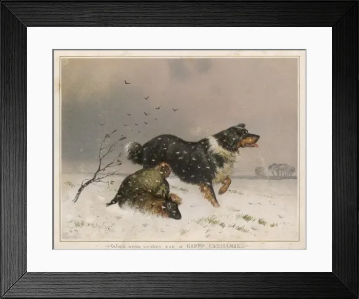 Framed Print : Sheepdog Finds Sheep Framed Print : Sheepdog Finds Sheep