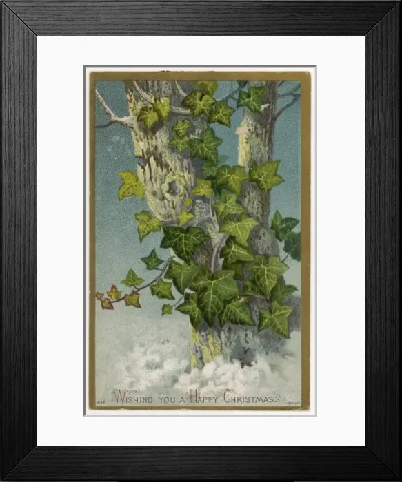 Framed Print : Ivy / Tree / Greeting Card Framed Print : Ivy / Tree / Greeting Card