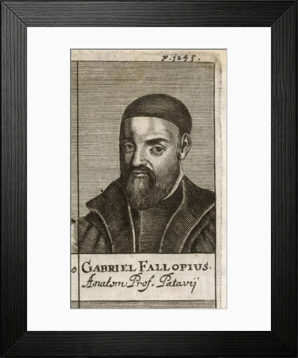 Framed Print : Gabriel Fallopius Framed Print : Gabriel Fallopius