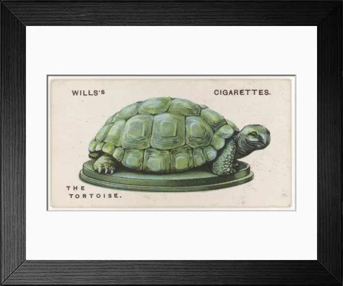 Framed Print : Tortoise Talisman Framed Print : Tortoise Talisman
