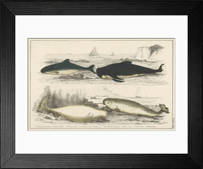 Framed Print : Marine Life / Whales Framed Print : Marine Life / Whales
