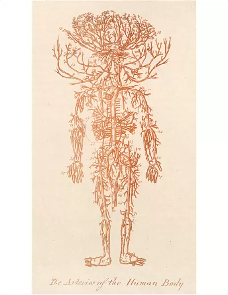 Arteries of Human Body