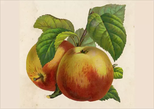 Fruit  /  Apples  /  Anon