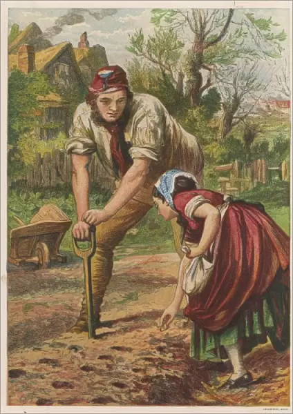 Planting Potatoes 1870S