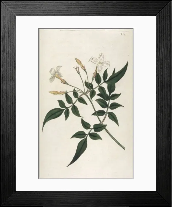 Framed Print : Jasminum Officinale Framed Print : Jasminum Officinale