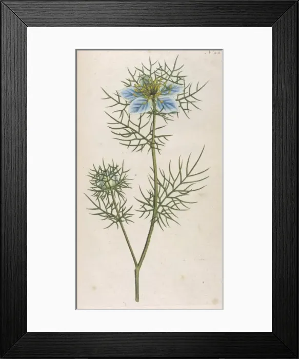 Framed Print : Plants  /  Nigella Damascena
