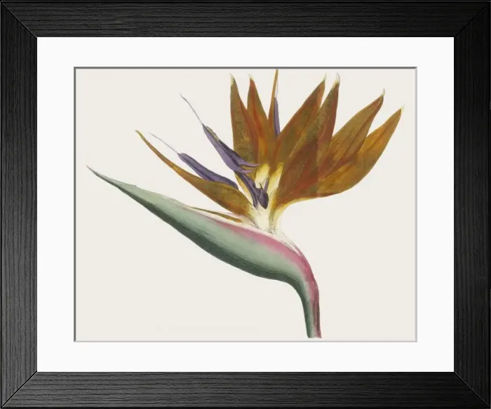 Framed Print : Plants / Strelitzia / Curtis Framed Print : Plants / Strelitzia / Curtis