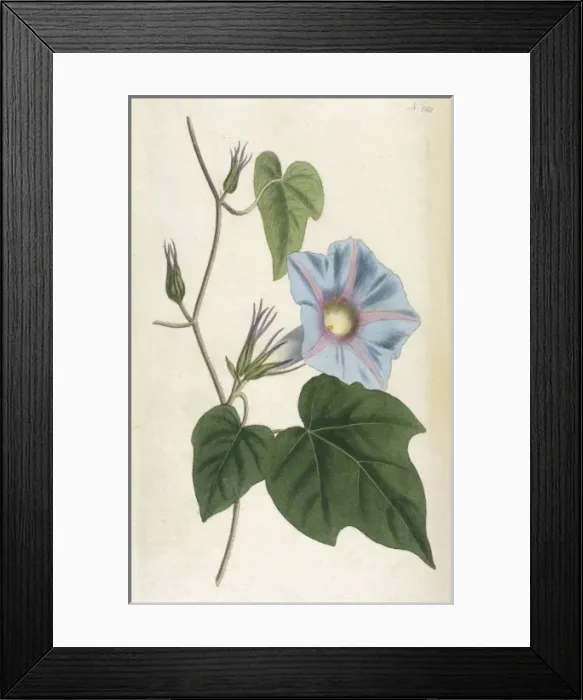 Framed Print : Convolvulus / Curtis Framed Print : Convolvulus / Curtis