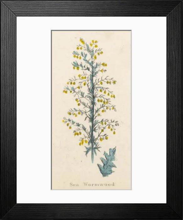 Framed Print : Artemisia Maritima Framed Print : Artemisia Maritima