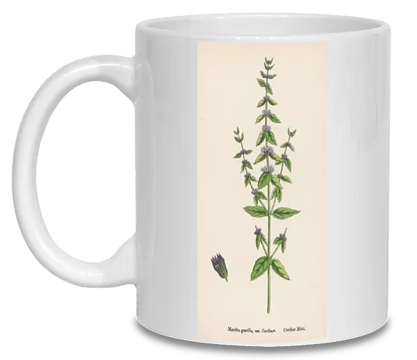 Plants  /  Mentha Gracilis