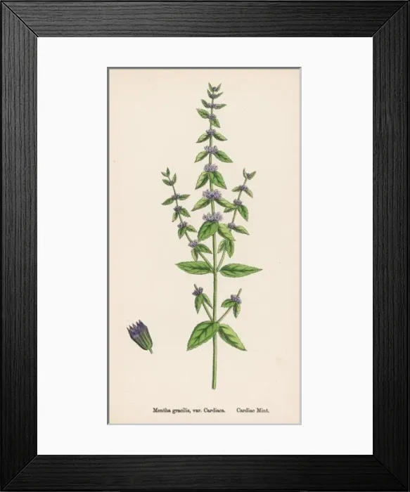 Framed Print : Plants / Mentha Gracilis Framed Print : Plants / Mentha Gracilis