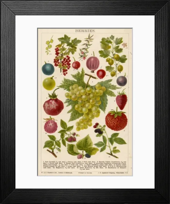 Framed Print : Various Berries