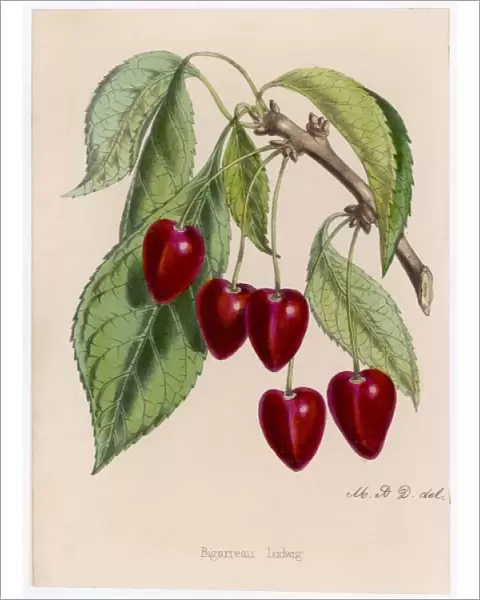 Cherry  /  Bigarreau Ludwig