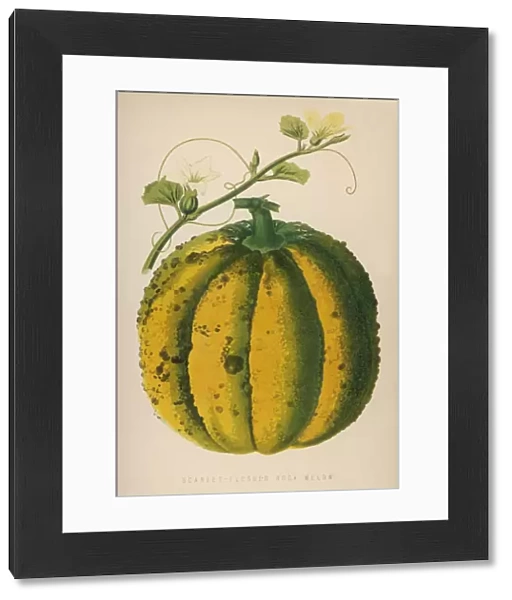 Melon Scarlet 1871