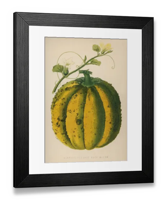 Framed Print : Melon Scarlet 1871 Framed Print : Melon Scarlet 1871
