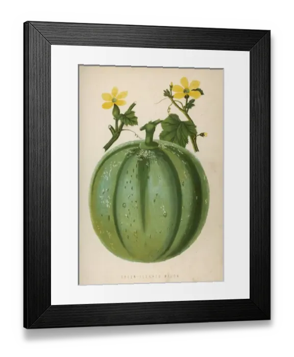 Framed Print : Melon Green 1871 Framed Print : Melon Green 1871