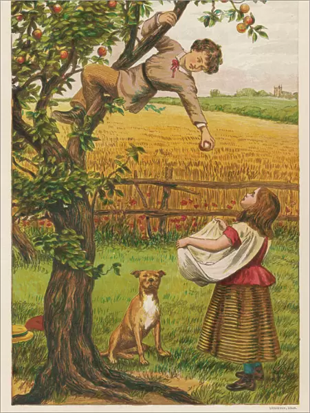 Picking Apples 1878