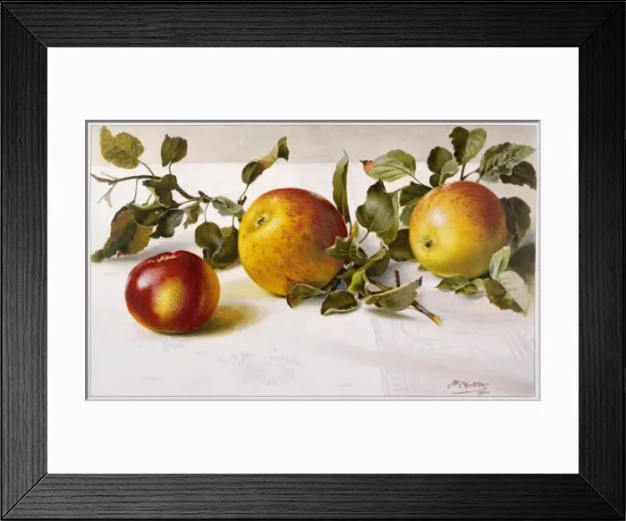 Framed Print : Apples / Gardeners Assist Framed Print : Apples / Gardeners Assist