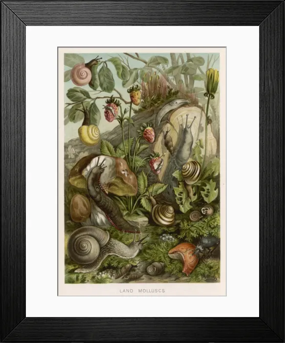 Framed Print : Molluscs / Snails / Foliage Framed Print : Molluscs / Snails / Foliage
