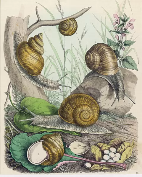 Molluscs  /  Snails  /  Print