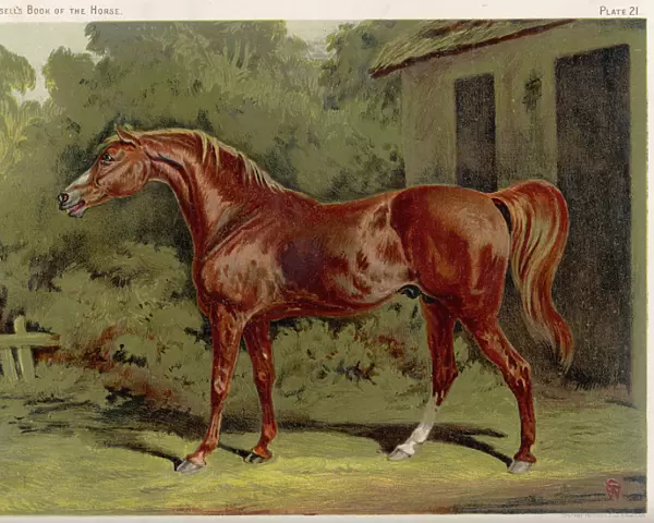 ECLIPSE. Great-grandson of Darley Arabian, raced 1769-1770 in 18 races