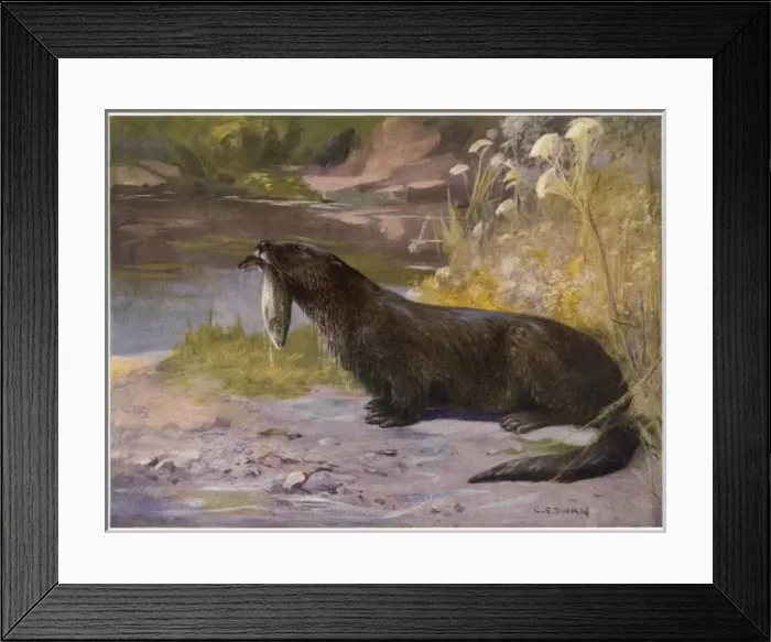 Framed Print : Otters / Cuthbert Swan Framed Print : Otters / Cuthbert Swan