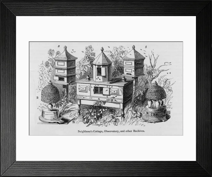 Framed Print : Hives at Gt Exhibition Framed Print : Hives at Gt Exhibition