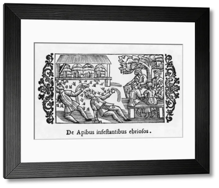 Framed Print : Intoxicated Bees Framed Print : Intoxicated Bees