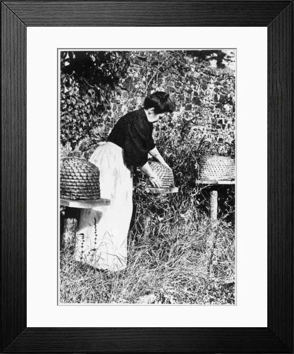 Framed Print : Tending the Bees Framed Print : Tending the Bees