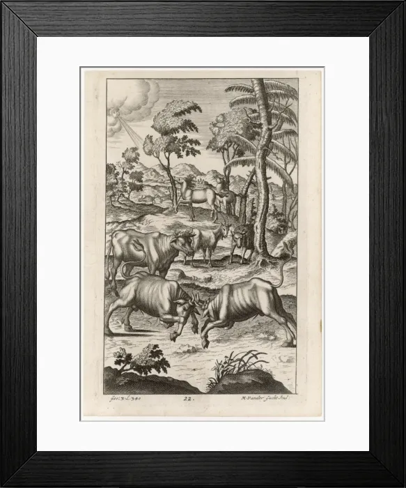 Framed Print : Cattle Farming / Bulls Framed Print : Cattle Farming / Bulls