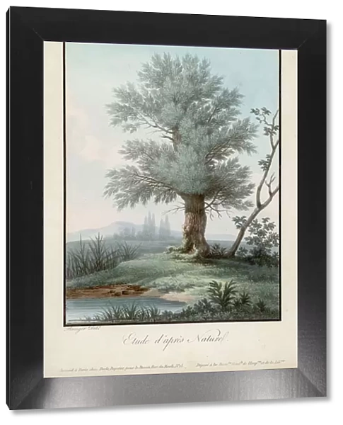 Willow  /  Aquatint  /  1850