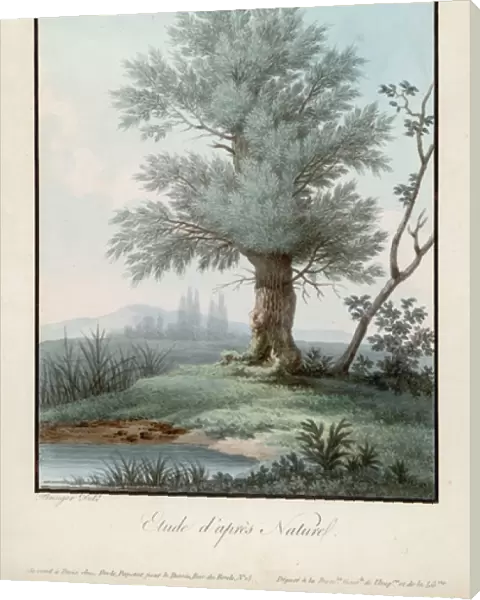 Willow  /  Aquatint  /  1850