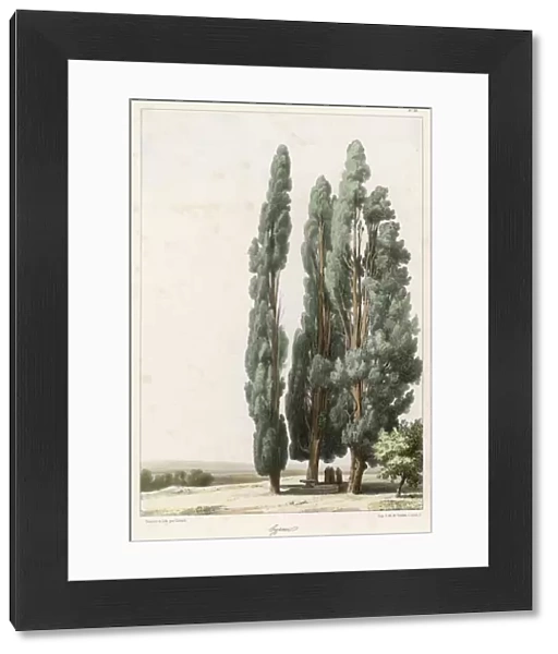 Trees  /  Cypress (Girard)
