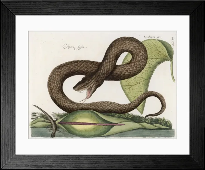 Framed Print : Vipera Fusca / Col Framed Print : Vipera Fusca / Col